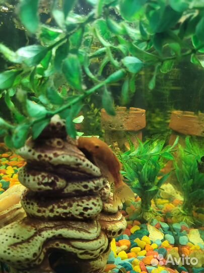 Аквариум + комплект оборудования и его жители