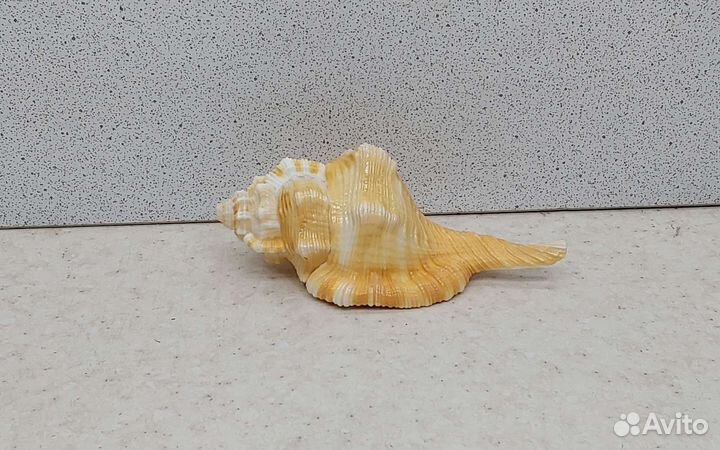 Циматиум 8,3 морская ракушка раковина