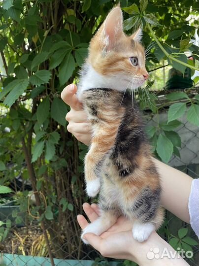 Домашние животные котята