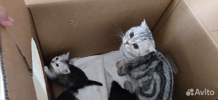 Шотландские котята