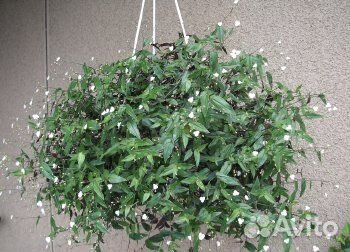 Традесканция, укорененные растения