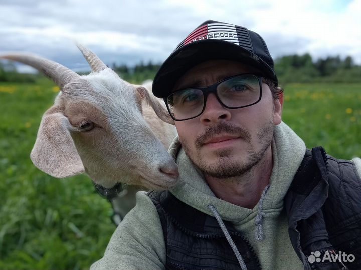 Козий сыр ремесленный, Молоко козье цельное