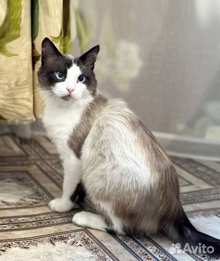 Красивый котик в добрые руки