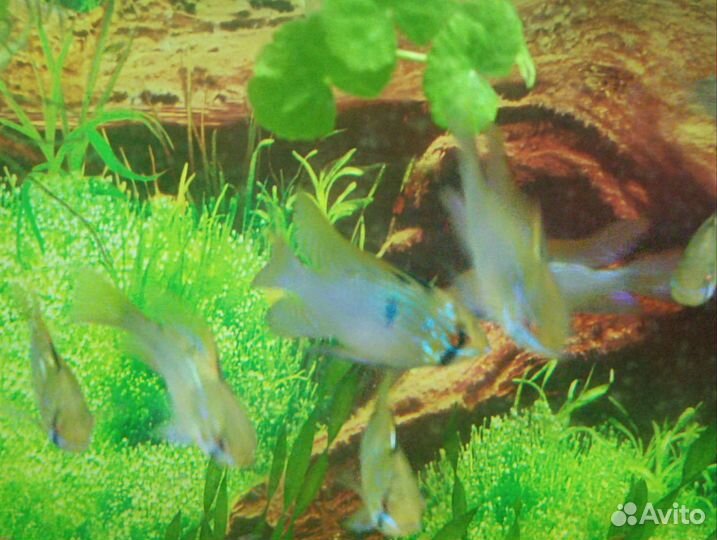 Рыбки аквариумные