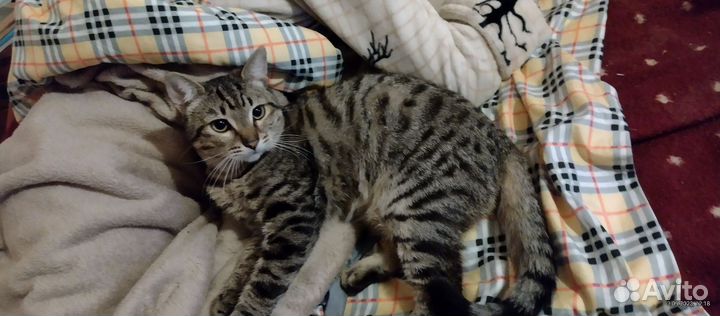 Кот.по имени Стёпа
