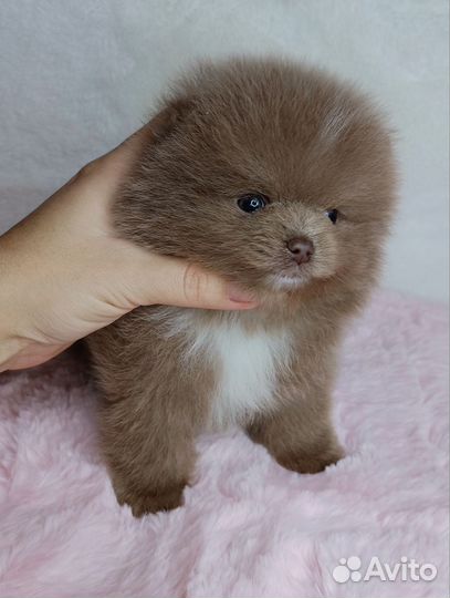 Мини лиловый мальчик померанского шпица