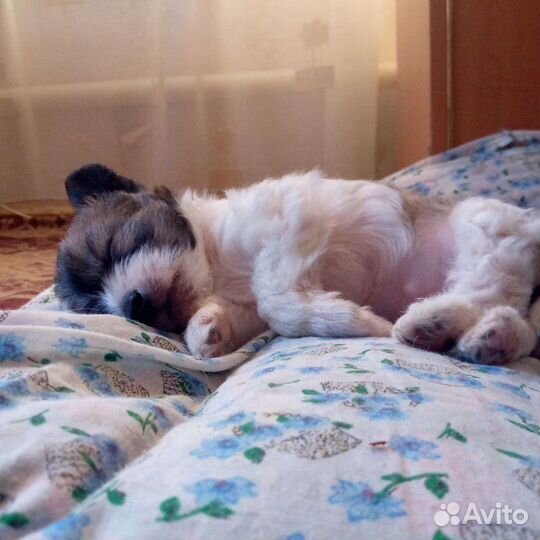 Щенки китайской хохлатой