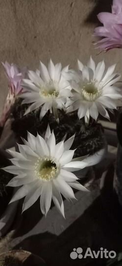 Кактус эхинопсис