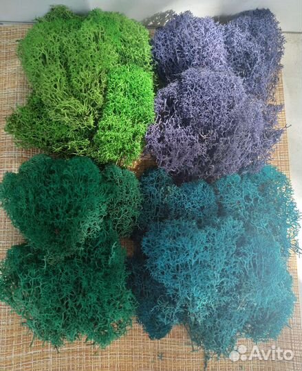 Стабилизированный мох разных цветов в наличии