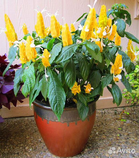 Комнатное растение