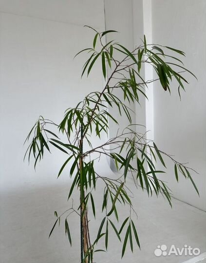 Фикус бенджамина али 1,80м