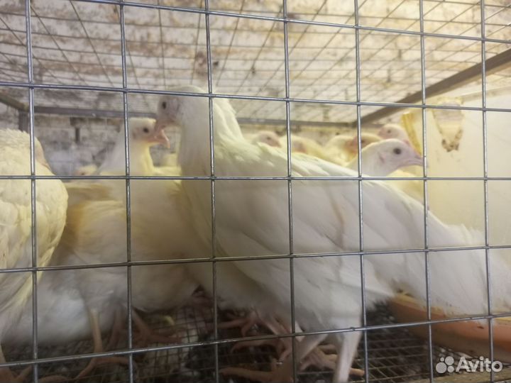 Курочки Ломан уайт лсл классик