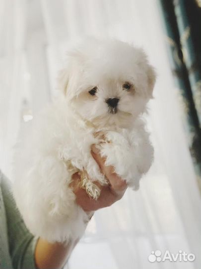 Щенок миник