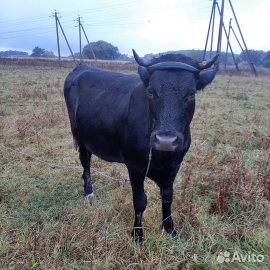 Продам телку