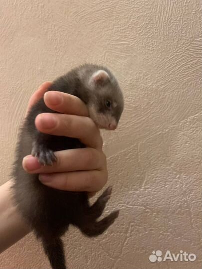 Хорек малыш