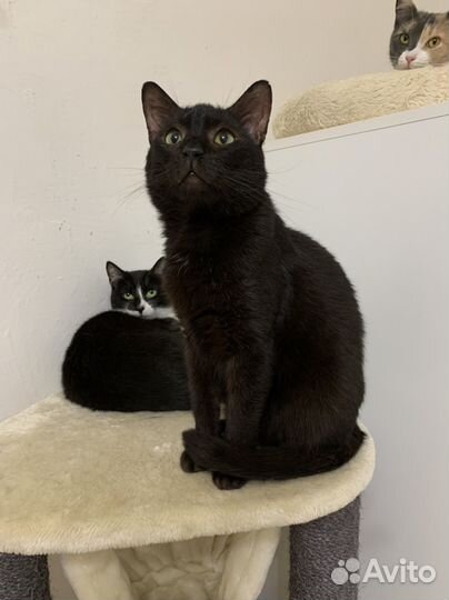 Котик Шоколадный в дар