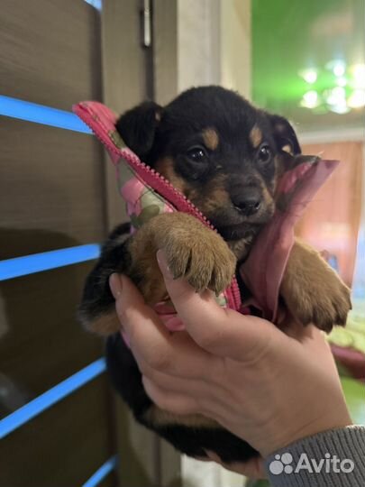 Щенки в добрые руки