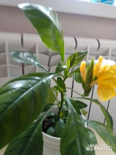 Кроссандра волнистолистная тропик жёлтая с горшк