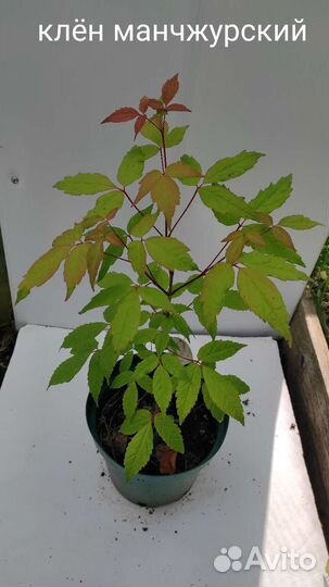 Саженцы клёнов редких видов