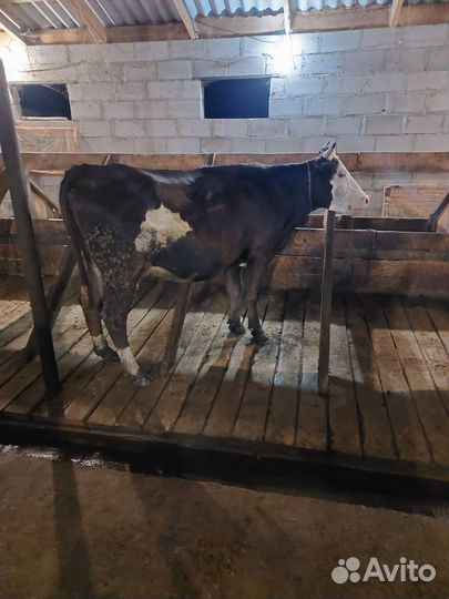 Корова дойная