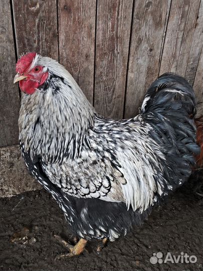 Молодые петухи