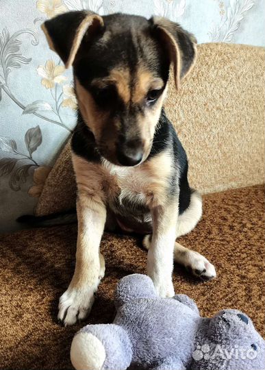 Собака щенки в добрейшие руки