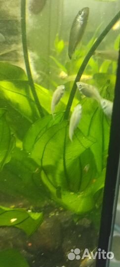 Моллинезия снежинка