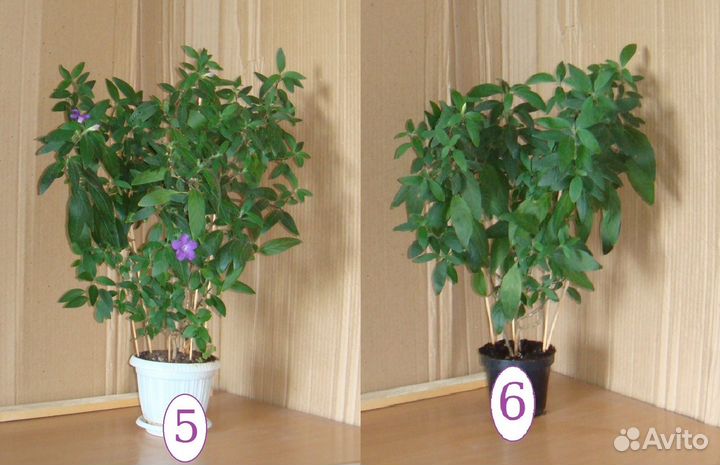 Руэллия сиреневая