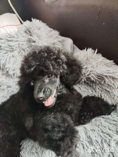 Щенки пуделя