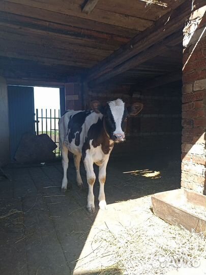 Телёнок 4 месяца, тёлка 1 год