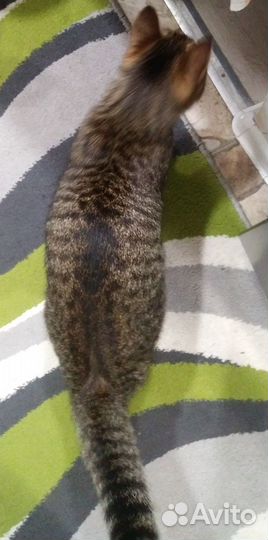 Отдам кошку в добрые руки