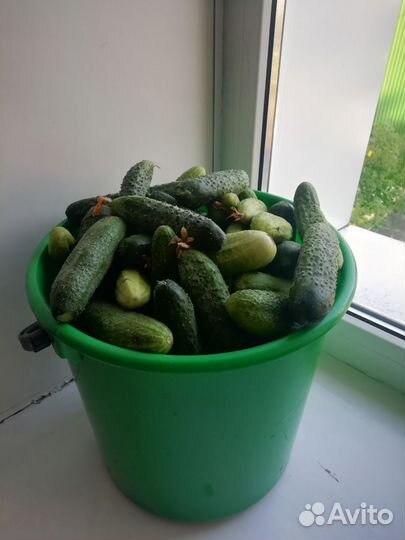 Огурцы домашние