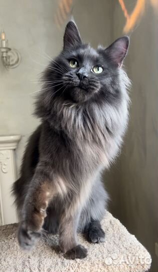 Кошки мейн-кун