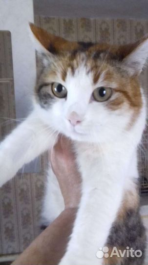 Кошечка в добрые руки