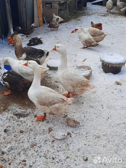 Холмогорские-линда гуси