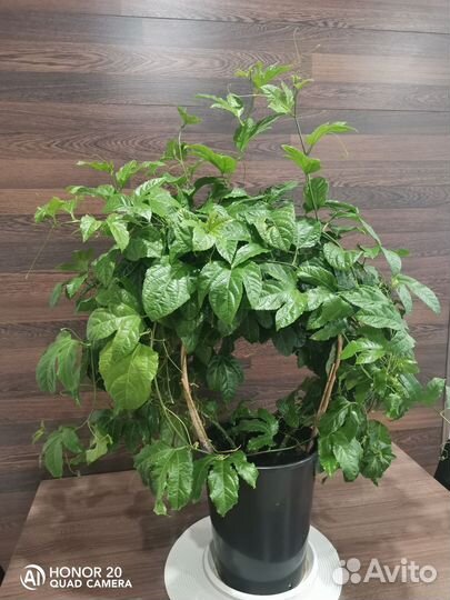 Маракуйя (Пассифлора), торг