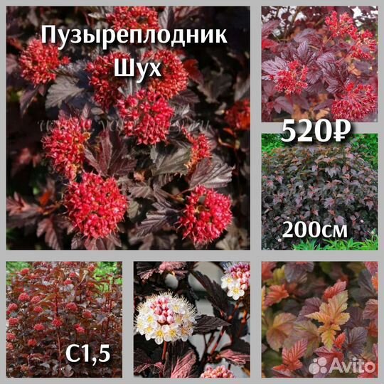 Пузыреплодник сорт