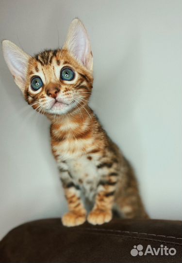 Бенгальские котята