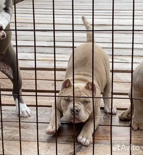 Американский булли - лиловый мерль девочка