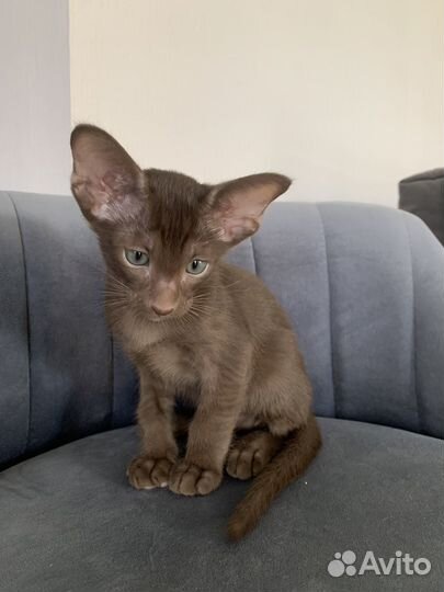 Ориентальные котята