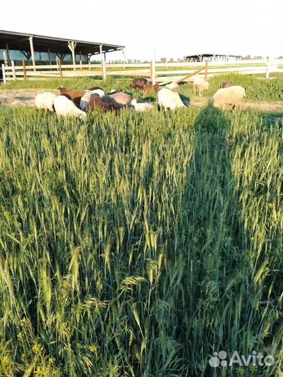 Овцы бараны