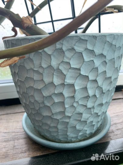 Филодендрон комнатное неприхотливое растение