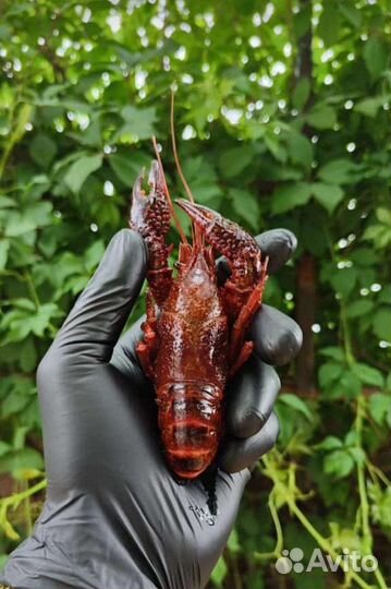 Раки вареные