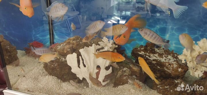 Цихлиды, псевдотрофеус ломбардо