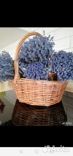 Лаванда в горшке