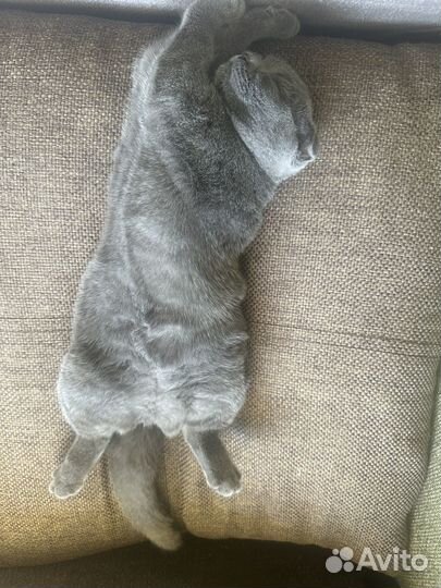 Шотландская вислоухая кошка