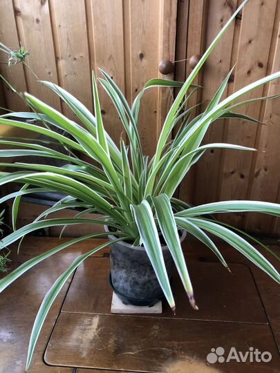 Комнатные цветы