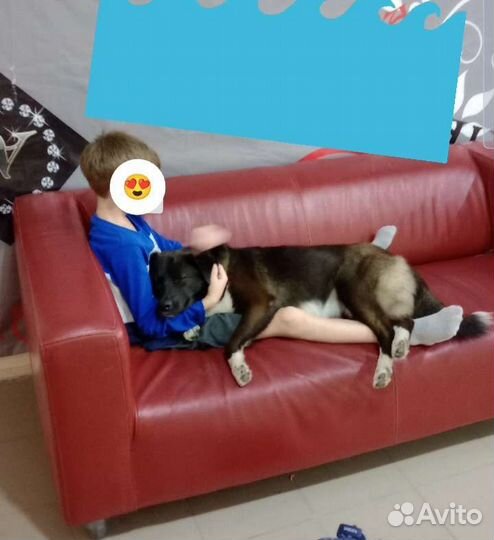 Милка ищет дом