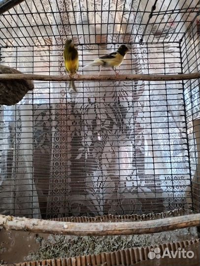 Канарейки пара