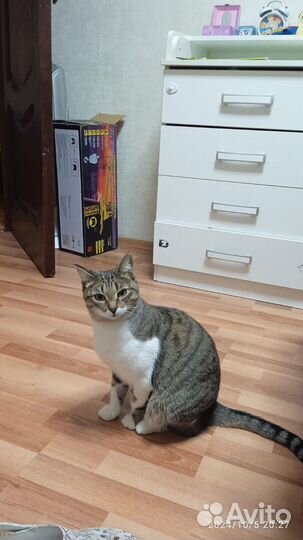 Кошечка в добрые руки